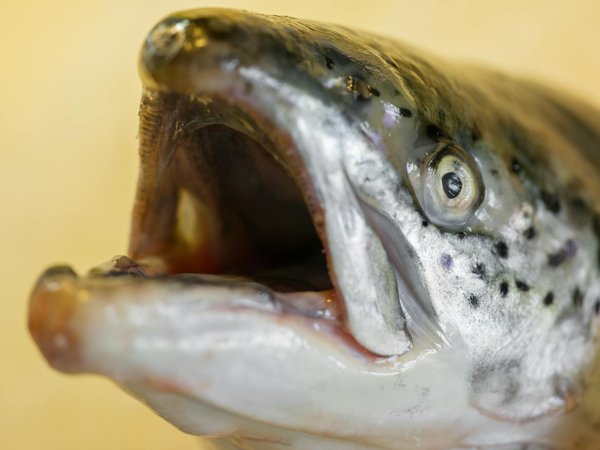 Bénéfices des massages sur le système immunitaire